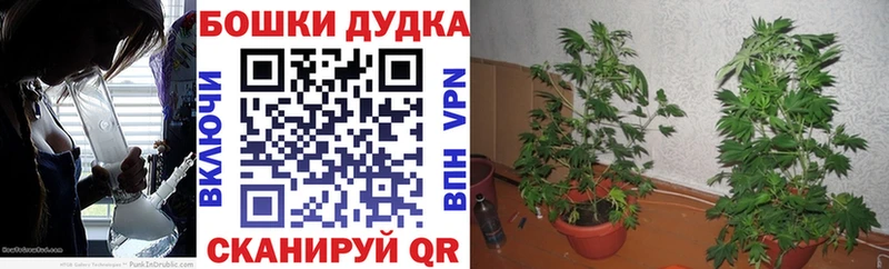 как найти   Пикалёво  Бошки марихуана Ganja 